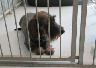 Hundesalon alt for hunden - Din hundesalon i Aalborg