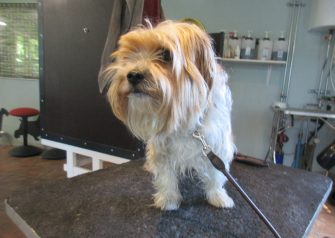 Hundesalon alt for hunden - Din hundesalon i Aalborg