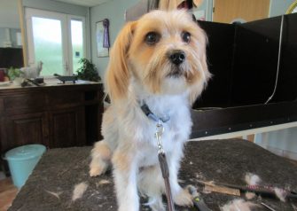 Hundesalon alt for hunden - Din hundesalon i Aalborg