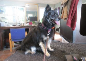 Hundesalon alt for hunden - Din hundesalon i Aalborg