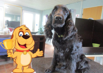 Hundesalon alt for hunden - Din hundesalon i Aalborg