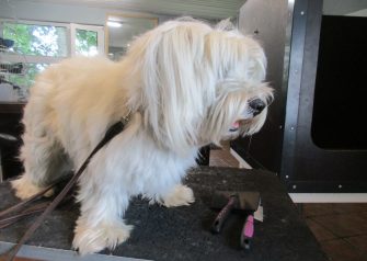 Hundesalon alt for hunden - Din hundesalon i Aalborg