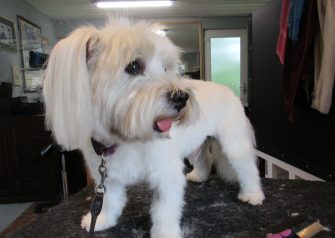 Hundesalon alt for hunden - Din hundesalon i Aalborg