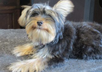 Hundesalon alt for hunden - Din hundesalon i Aalborg