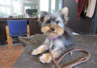 Hundesalon alt for hunden - Din hundesalon i Aalborg
