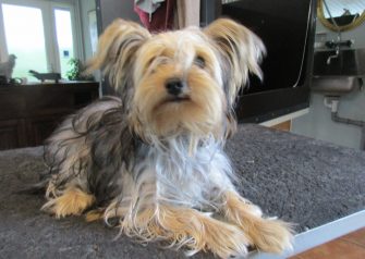 Hundesalon alt for hunden - Din hundesalon i Aalborg