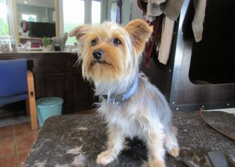 Hundesalon alt for hunden - Din hundesalon i Aalborg
