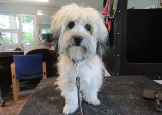 Hundesalon alt for hunden - Din hundesalon i Aalborg