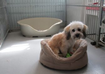 Hundesalon alt for hunden - Din hundesalon i Aalborg