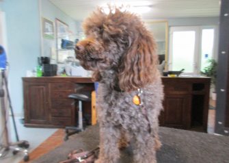 Hundesalon alt for hunden - Din hundesalon i Aalborg