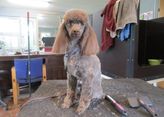 Hundesalon alt for hunden - Din hundesalon i Aalborg
