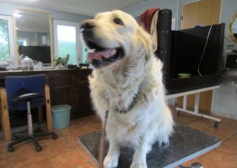 Hundesalon alt for hunden - Din hundesalon i Aalborg