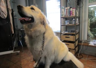 Hundesalon alt for hunden - Din hundesalon i Aalborg