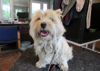 Hundesalon alt for hunden - Din hundesalon i Aalborg