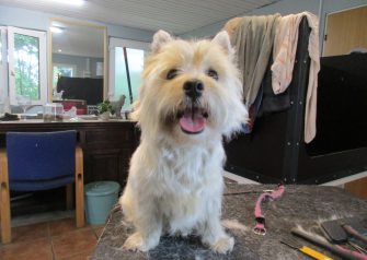 Hundesalon alt for hunden - Din hundesalon i Aalborg