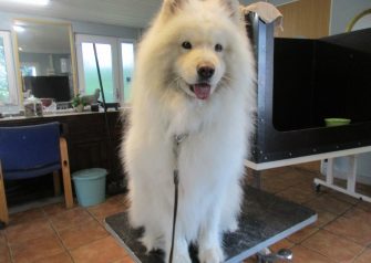 Hundesalon alt for hunden - Din hundesalon i Aalborg
