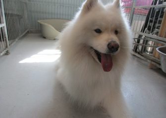 Hundesalon alt for hunden - Din hundesalon i Aalborg