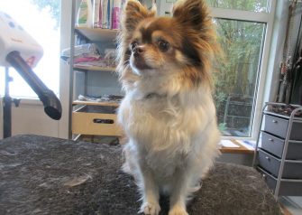 Hundesalon alt for hunden - Din hundesalon i Aalborg