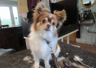 Hundesalon alt for hunden - Din hundesalon i Aalborg