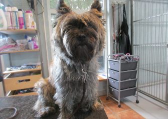 Hundesalon alt for hunden - Din hundesalon i Aalborg