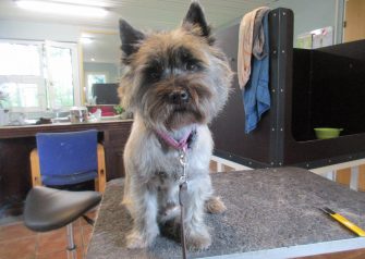 Hundesalon alt for hunden - Din hundesalon i Aalborg