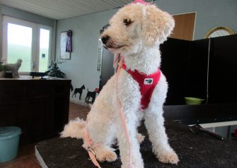Hundesalon alt for hunden - Din hundesalon i Aalborg
