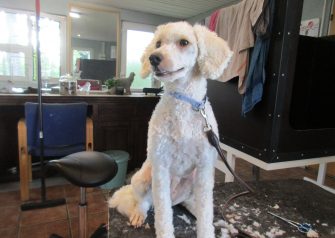 Hundesalon alt for hunden - Din hundesalon i Aalborg