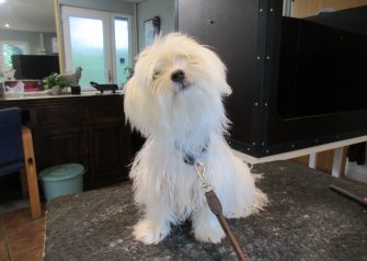 Hundesalon alt for hunden - Din hundesalon i Aalborg