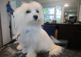 Hundesalon alt for hunden - Din hundesalon i Aalborg