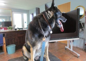 Hundesalon alt for hunden - Din hundesalon i Aalborg