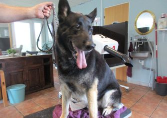 Hundesalon alt for hunden - Din hundesalon i Aalborg