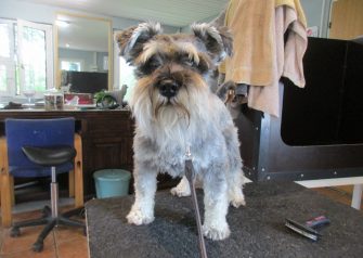 Hundesalon alt for hunden - Din hundesalon i Aalborg