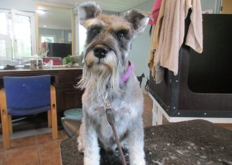 Hundesalon alt for hunden - Din hundesalon i Aalborg