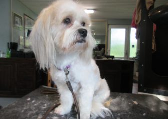 Hundesalon alt for hunden - Din hundesalon i Aalborg