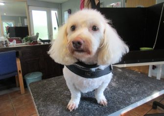 Hundesalon alt for hunden - Din hundesalon i Aalborg