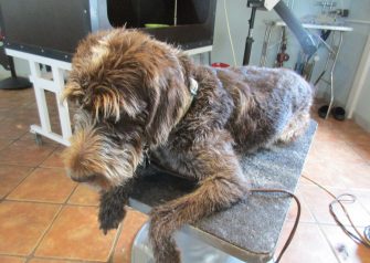 Hundesalon alt for hunden - Din hundesalon i Aalborg