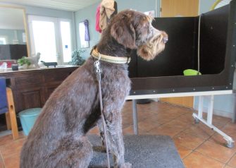 Hundesalon alt for hunden - Din hundesalon i Aalborg