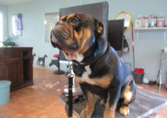 Hundesalon alt for hunden - Din hundesalon i Aalborg