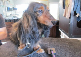 Hundesalon alt for hunden - Din hundesalon i Aalborg