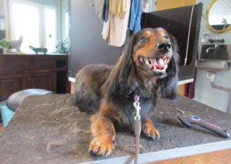Hundesalon alt for hunden - Din hundesalon i Aalborg