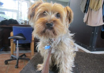 Hundesalon alt for hunden - Din hundesalon i Aalborg