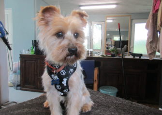 Hundesalon alt for hunden - Din hundesalon i Aalborg