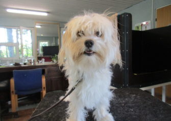 Hundesalon alt for hunden - Din hundesalon i Aalborg