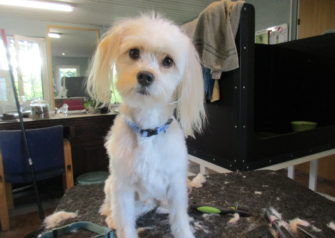 Hundesalon alt for hunden - Din hundesalon i Aalborg