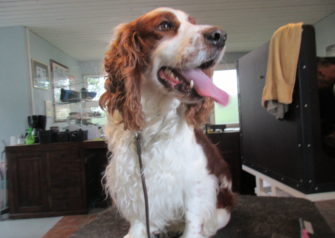 Hundesalon alt for hunden - Din hundesalon i Aalborg