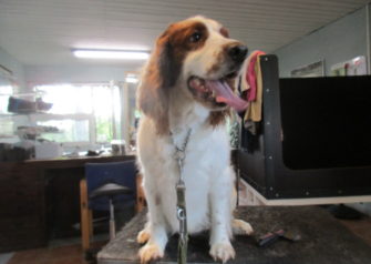 Hundesalon alt for hunden - Din hundesalon i Aalborg