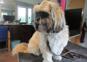 Hundesalon alt for hunden - Din hundesalon i Aalborg