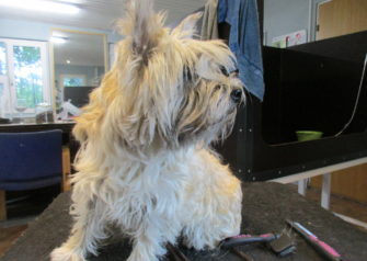 Hundesalon alt for hunden - Din hundesalon i Aalborg