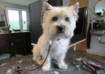 Hundesalon alt for hunden - Din hundesalon i Aalborg