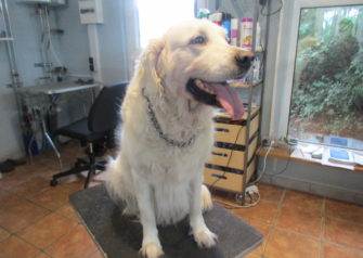 Hundesalon alt for hunden - Din hundesalon i Aalborg